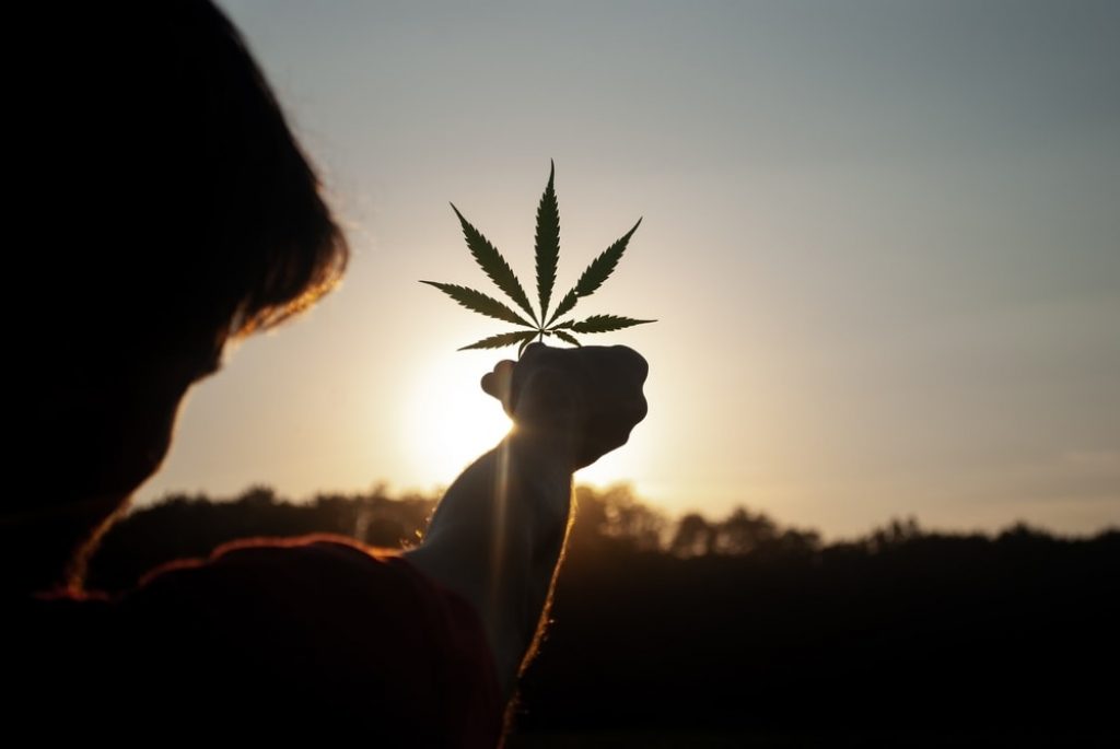 cannabis leaf sunset