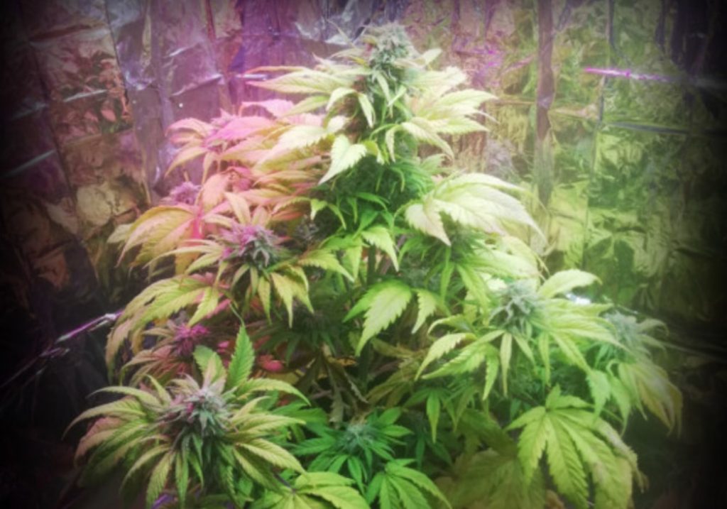 critical cape cheese auto