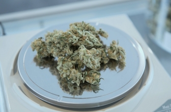 Best CBD Seeds In South Africa 2024