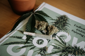 Cheese Weed Strain South Africa 2024 | Origin, Effects & Seeds